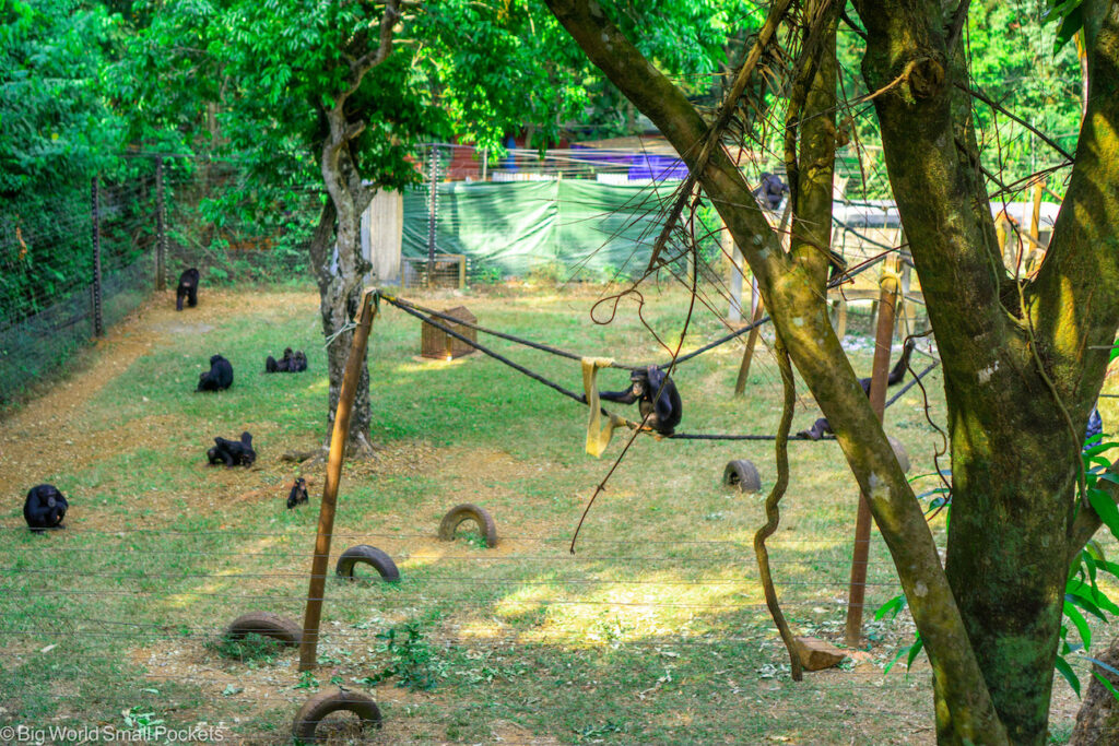 Sierra Leone, Tacugama Sanctuary, Chimpanzee
