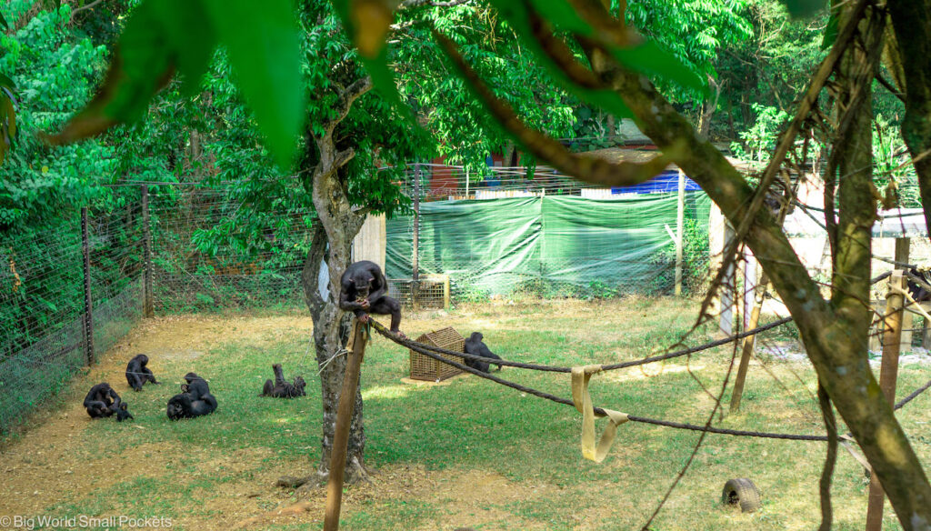 Sierra Leone, Tacugama Sanctuary, Male Chimp