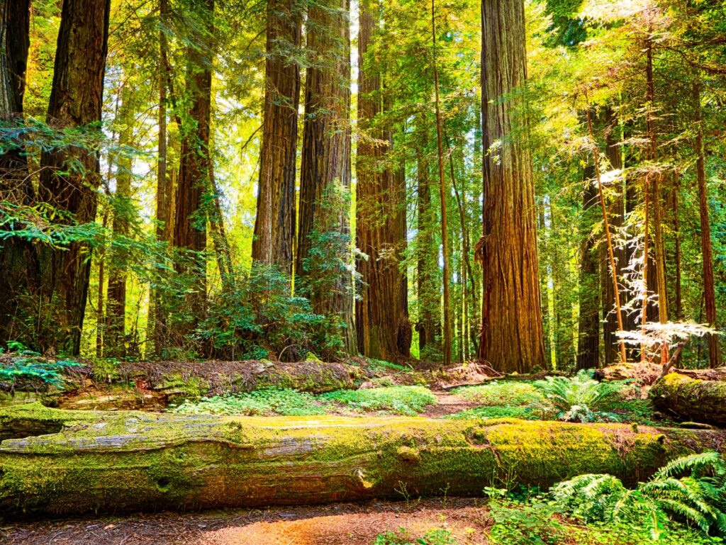 US, California, Redwood NP