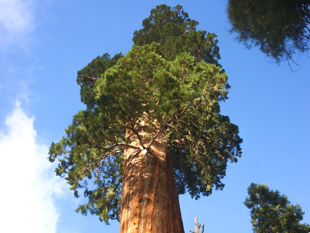 US, California, Sequoia NP