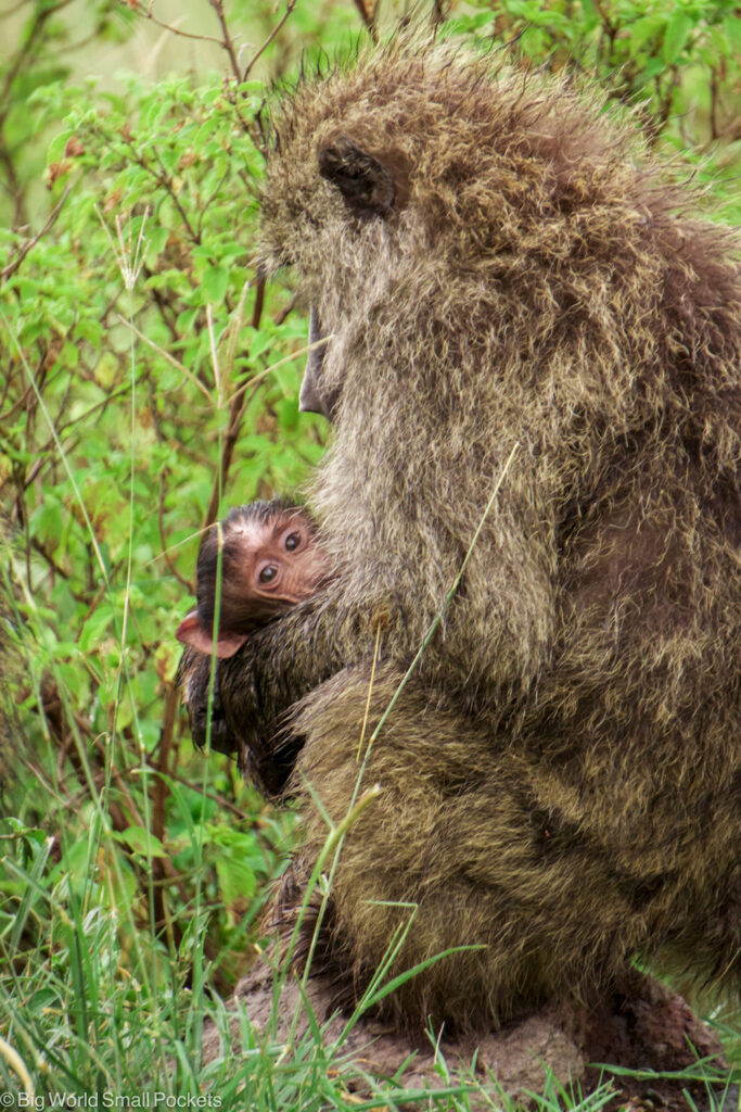 Kenya, National Parks, Baboon