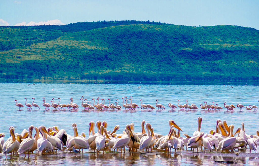 Kenya, National Parks, Flamingo