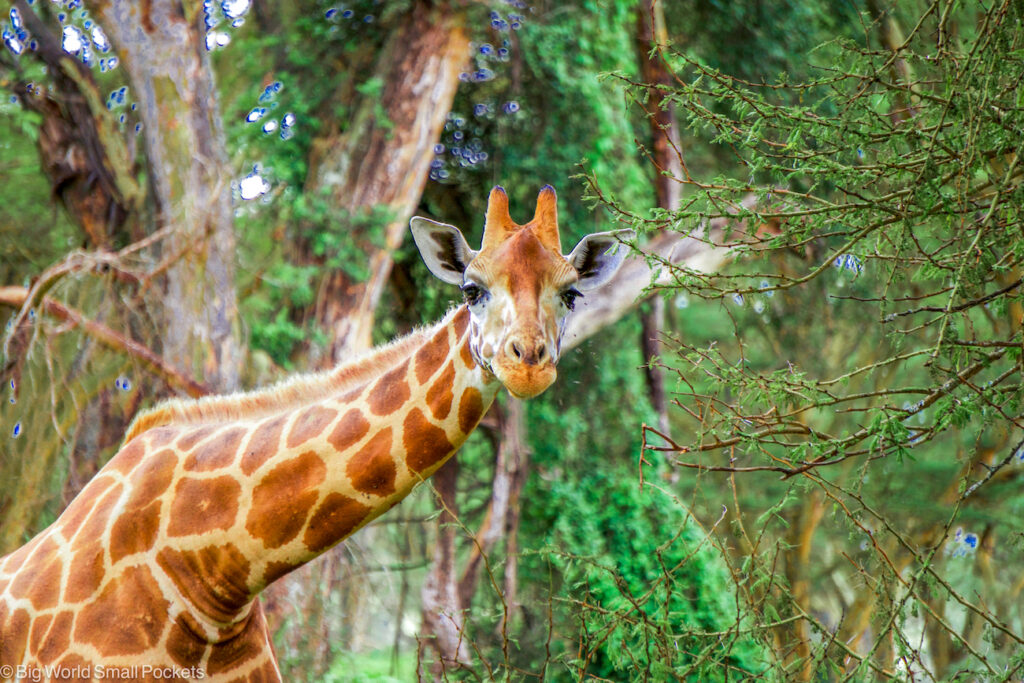 Kenya, National Parks, Giraffe