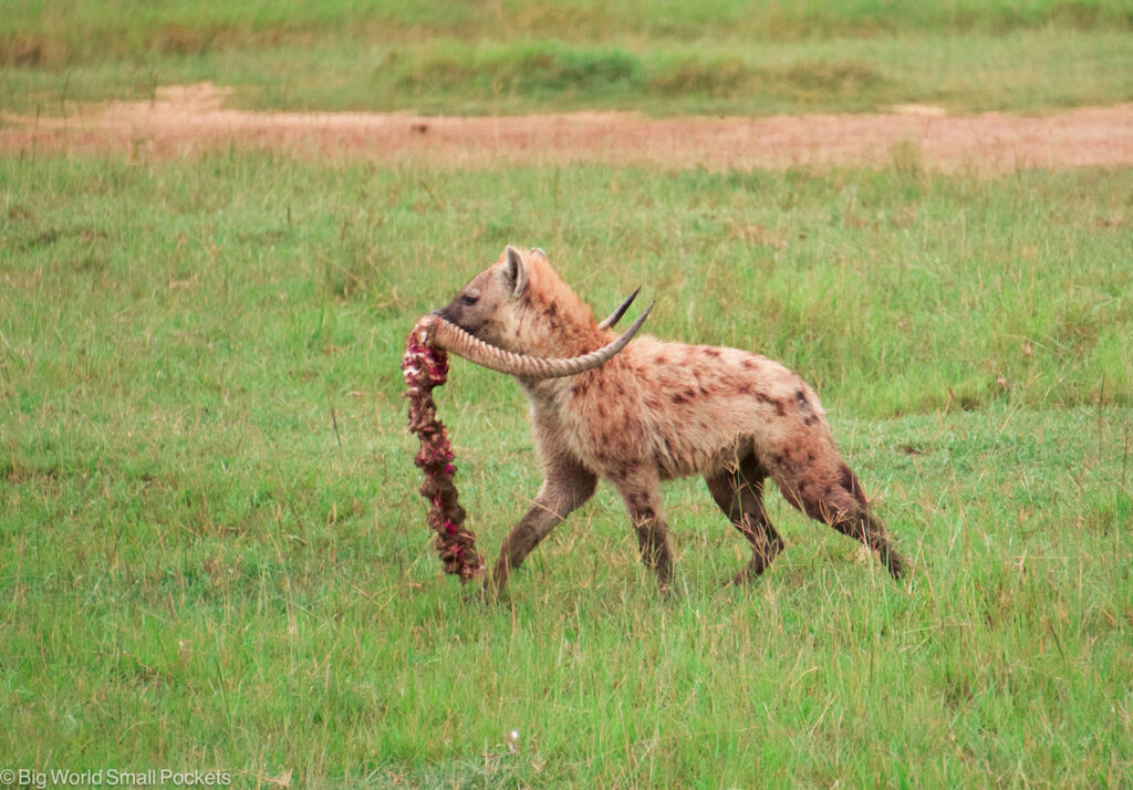 Kenya, National Parks, Hyena