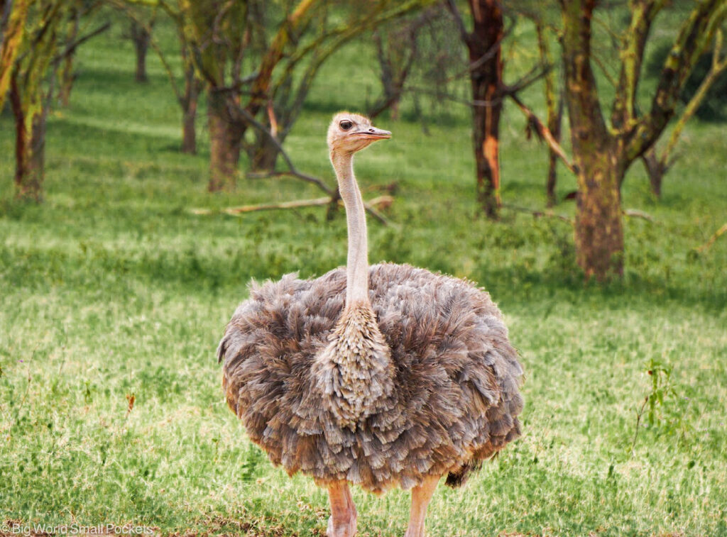 Kenya, National Parks, Ostrich