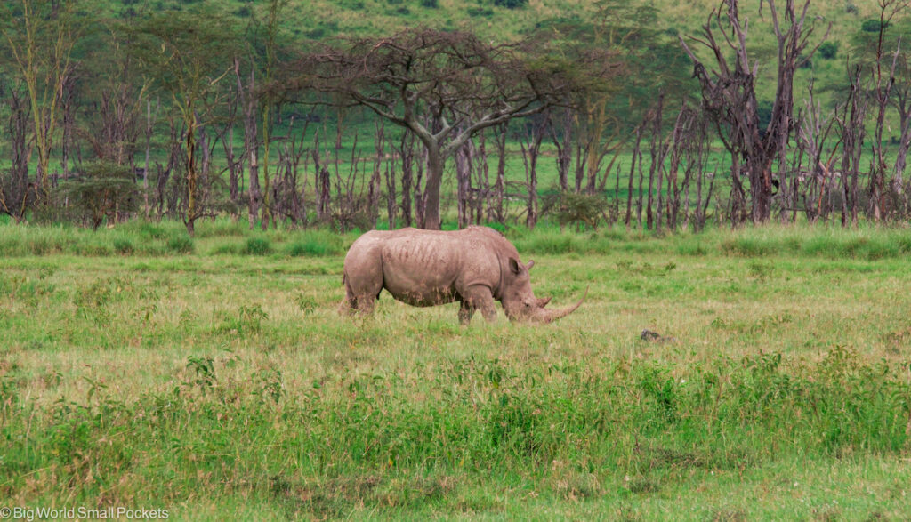 Kenya, National Parks, Rhino