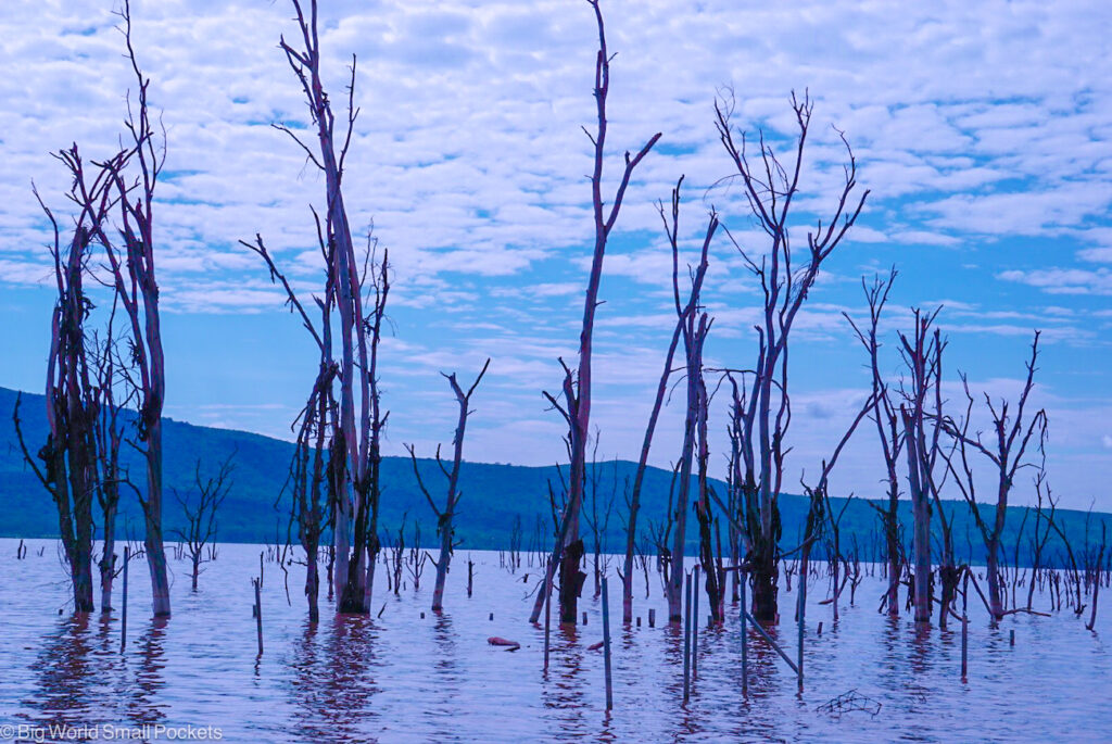 Kenya, National Parks, Trees