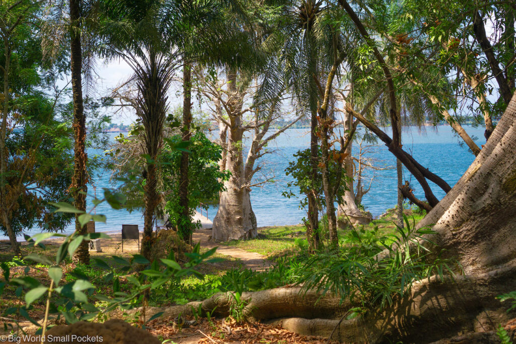 Sierra Leone, Bunce Island, Trees