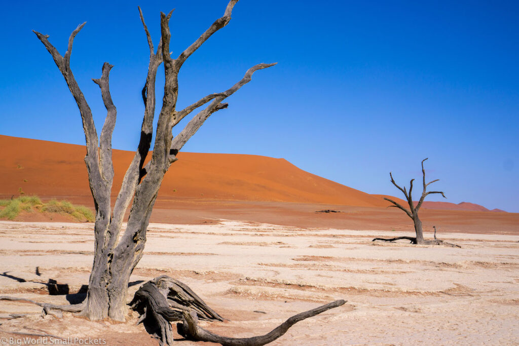 Africa, Namibia, Petrified Trees