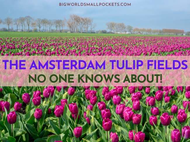 Amsterdam Tulip Fields You Don't Know About!