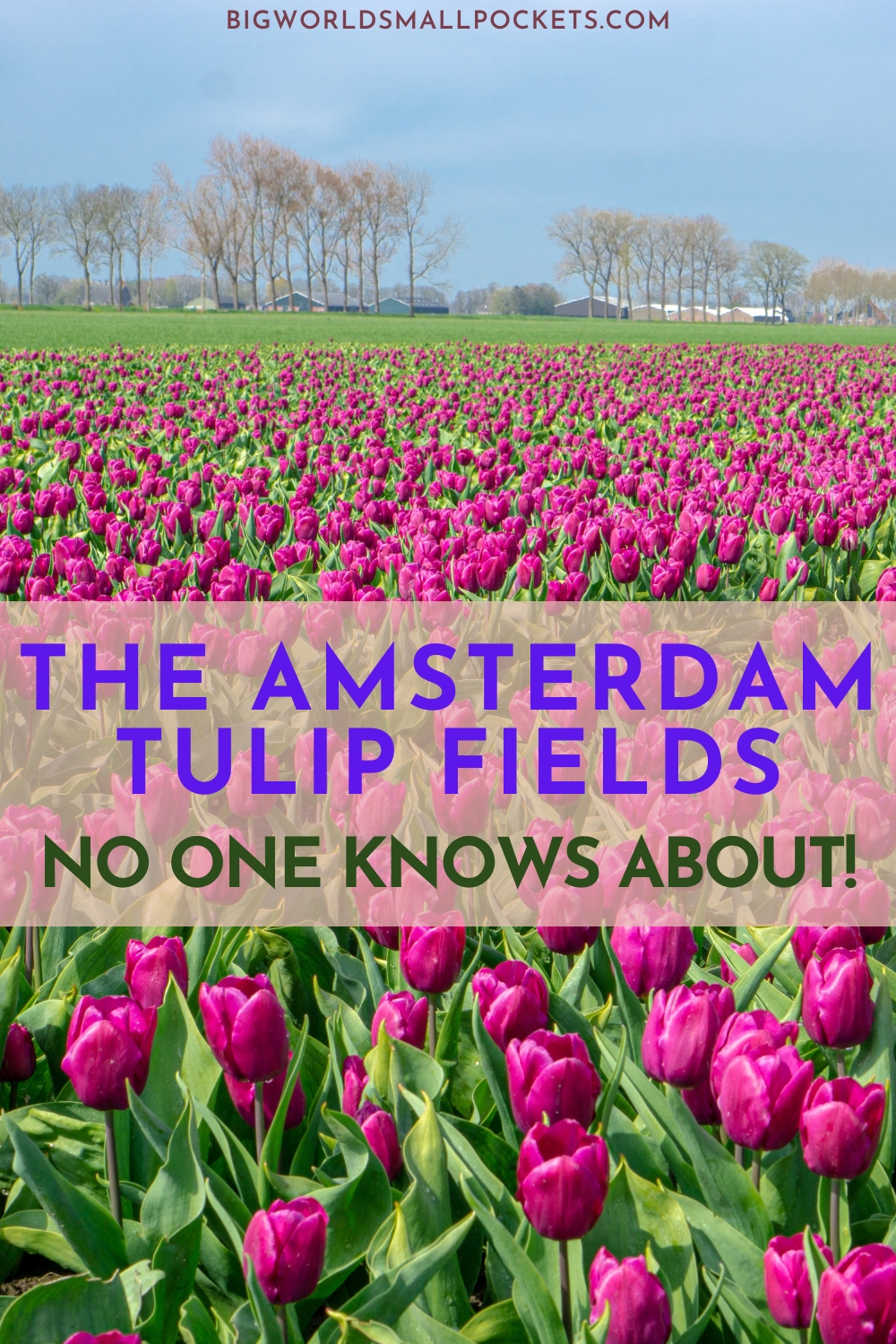 The Amsterdam Tulip Fields No One Knows About!