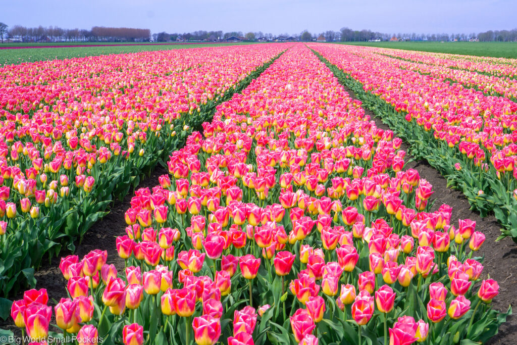 Netherlands, Amsterdam, Pink Tulip Fields