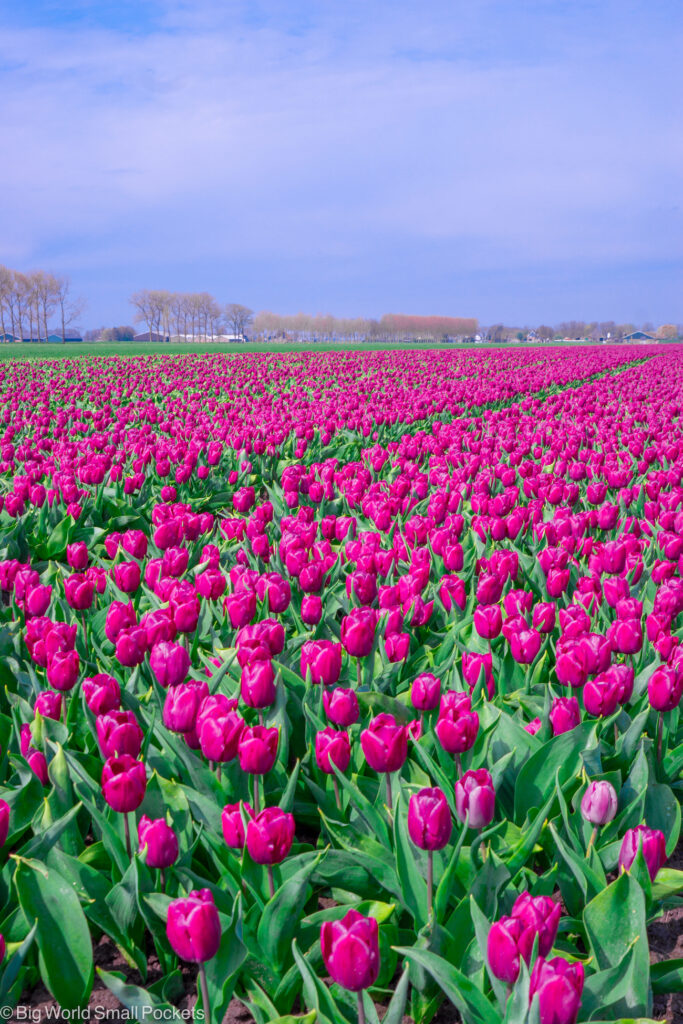 Netherlands, Amsterdam, Purple Tulip Fields
