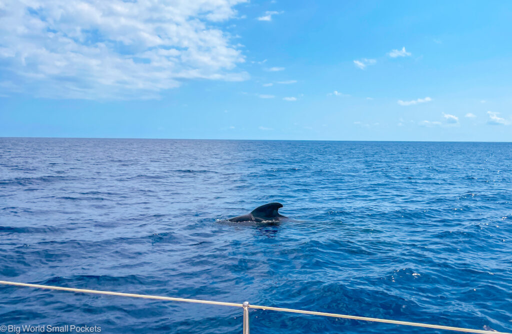 South Tenerife, Puerto Colon, Pilot Whale Watching