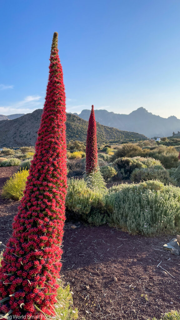 Tenerife, Teide National Park, Plants