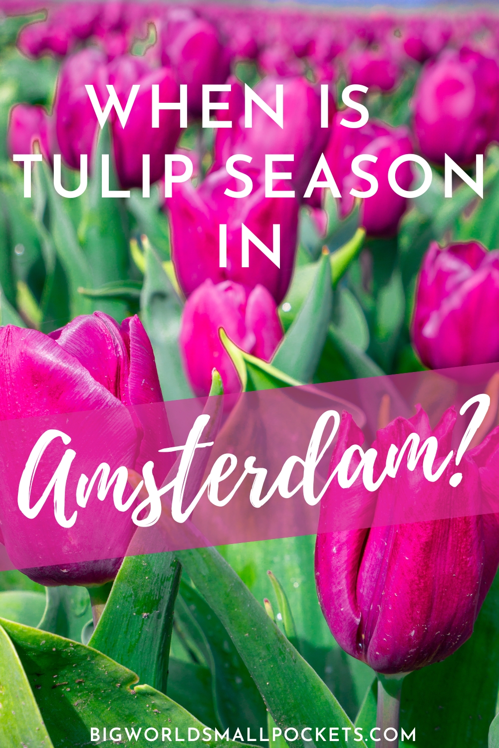 When is Tulip Season in Amsterdam?