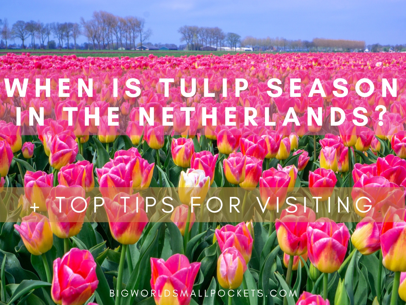 When is Tulip Season in the Netherlands? + Tips for Visiting Big