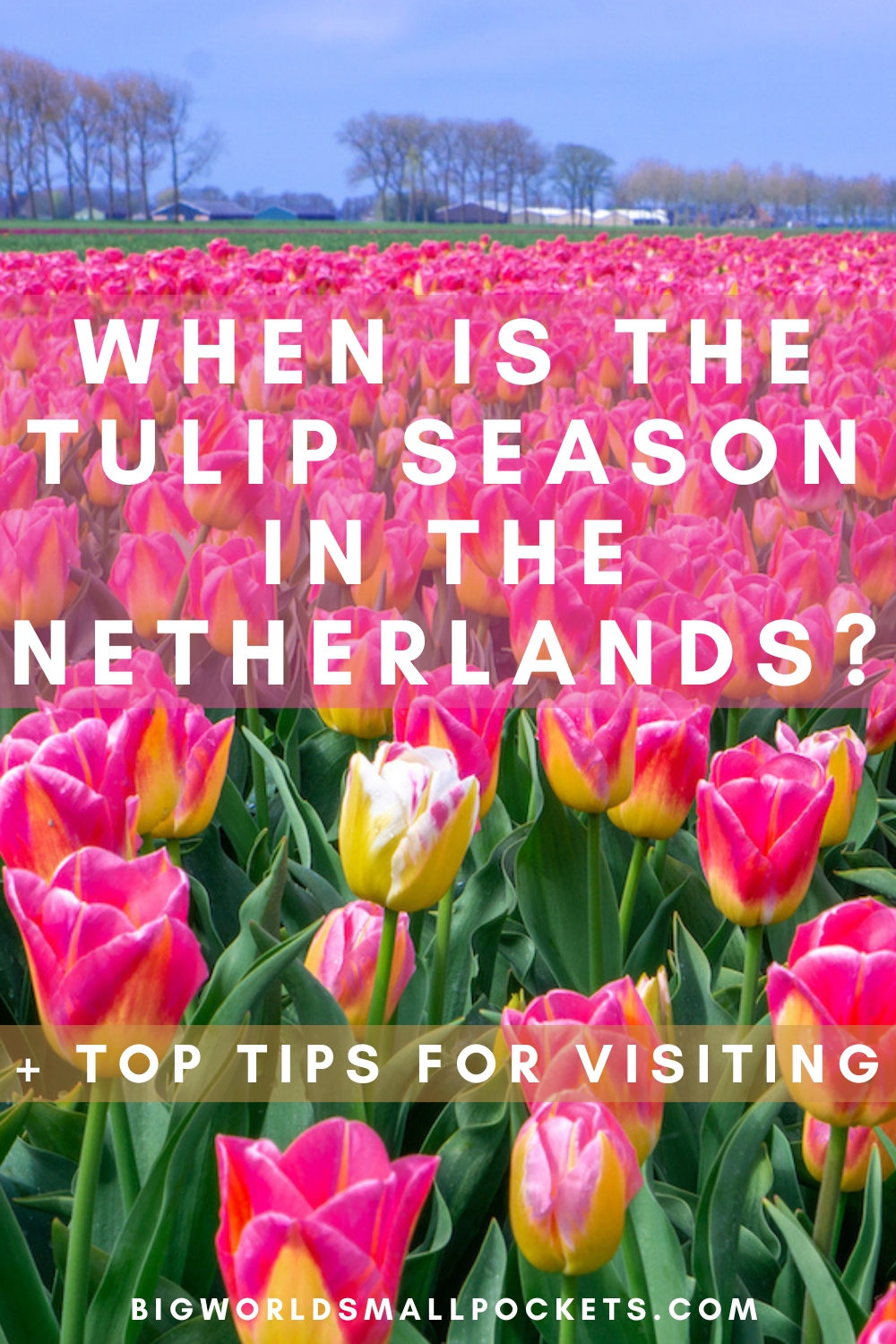 When is the Tulip Season in the Netherlands?