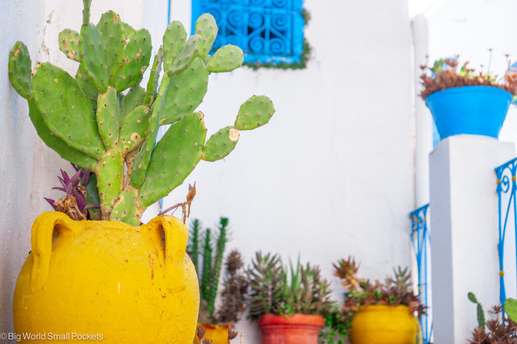 Tunisia, Sidi Bou Said, Cactus