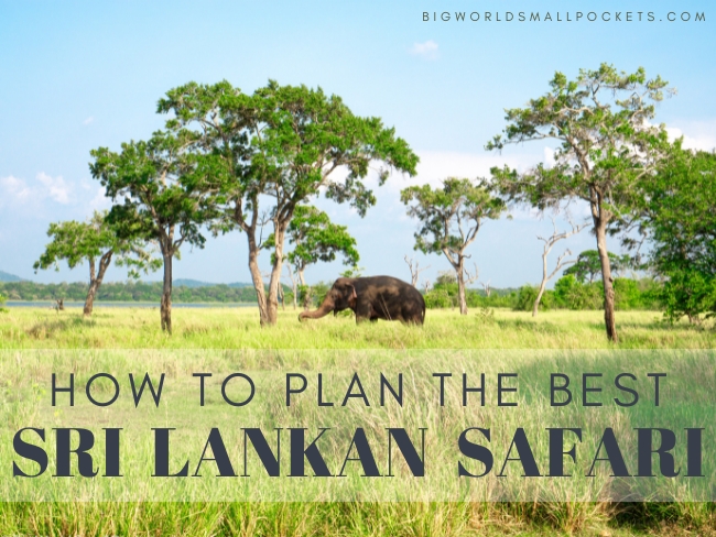 How to Plan the Best Sri Lankan Safari Experience