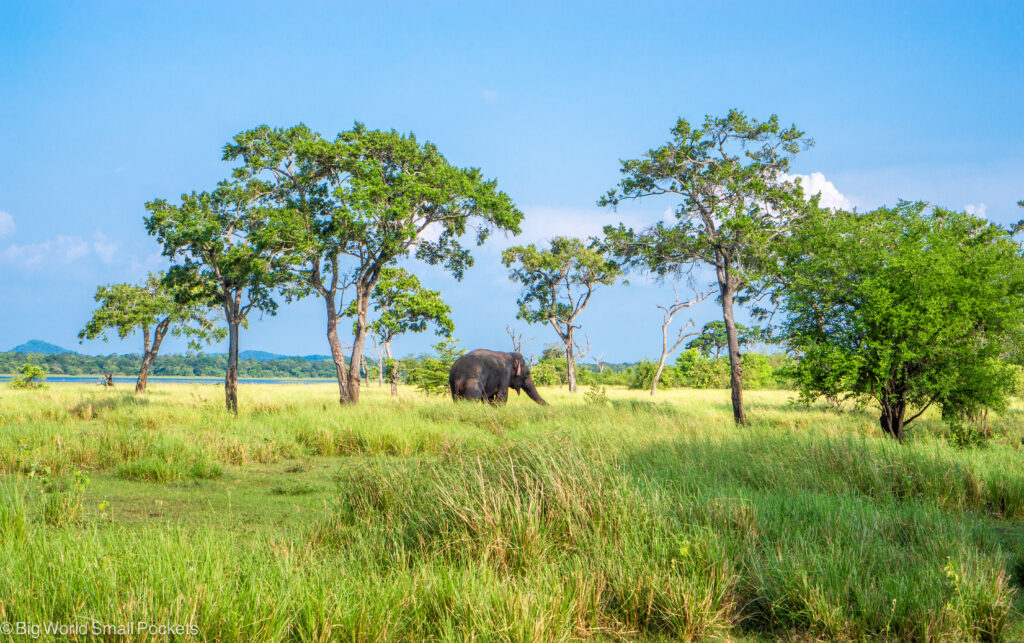 Sri Lanka, Elephant, Safari