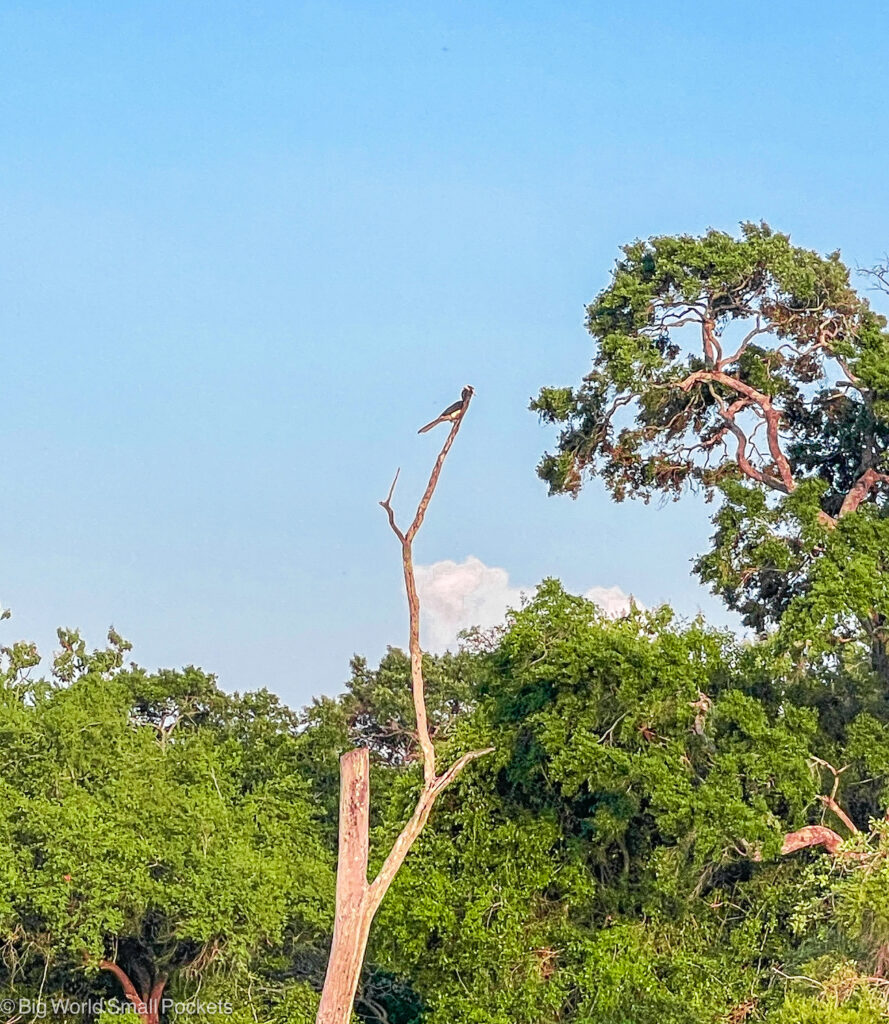 Sri Lanka, Minneriya National Park, Bird