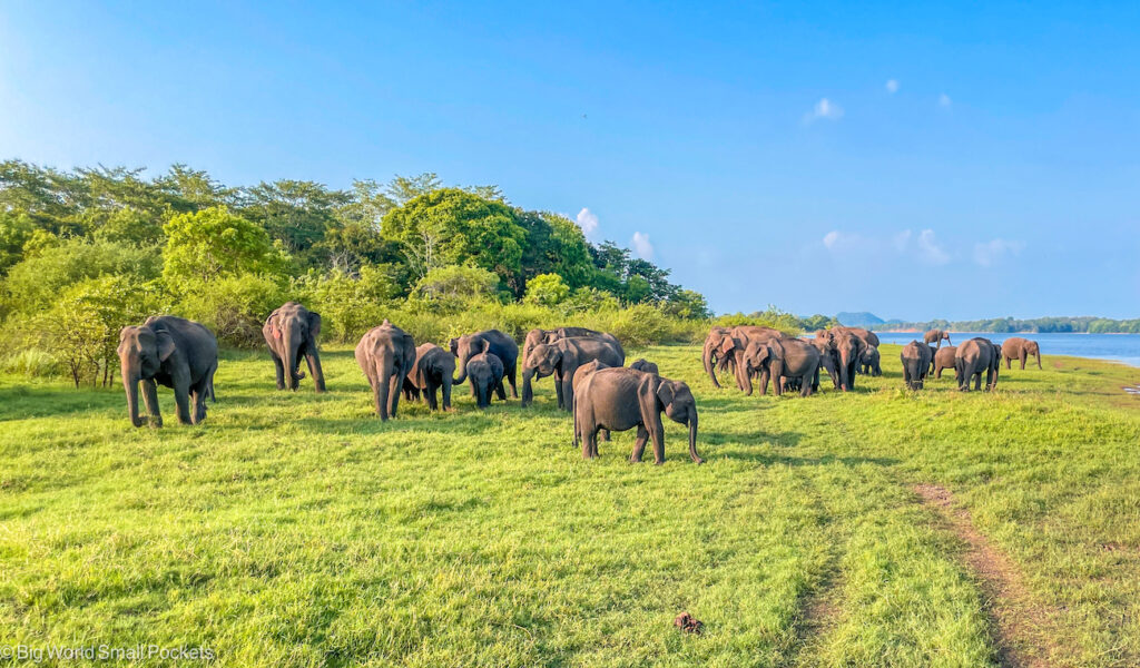 Sri Lanka, Minneriya National Park, Elephant Gathering