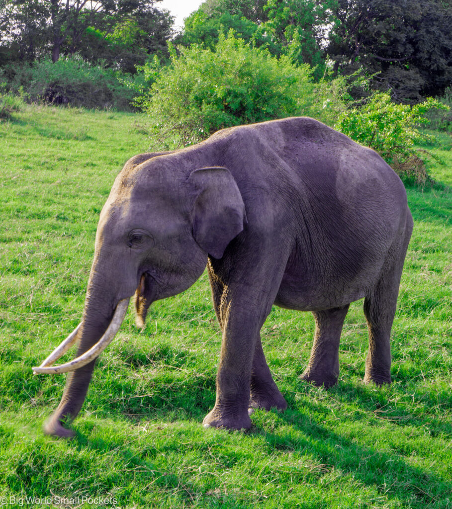 Sri Lanka, Minneriya, National Park, Elephant with Tusks