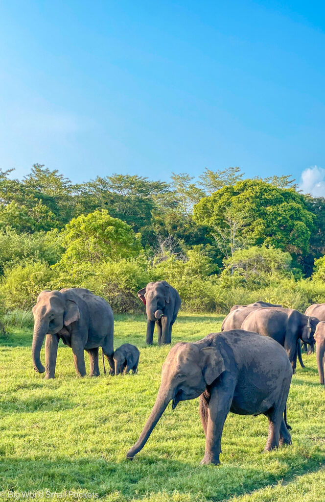 Sri Lanka, Minneriya National Park, Elephants