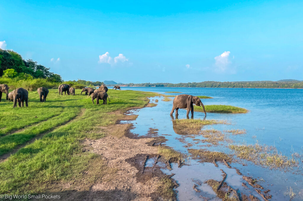 Sri Lanka, Safari, Elephants in Water
