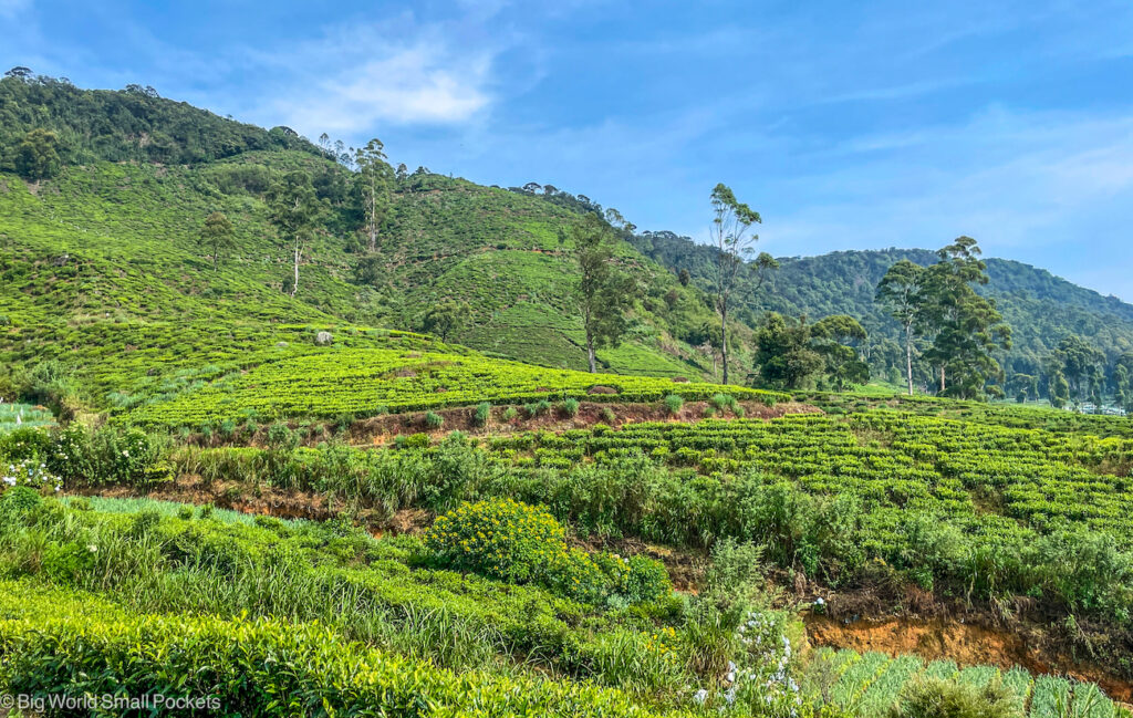 Sri Lanka, Tea Plantations, View