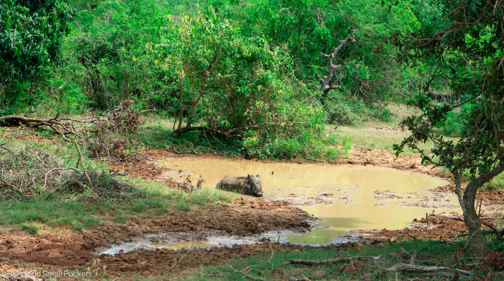 Sri Lanka, Yala National Park, Warthog