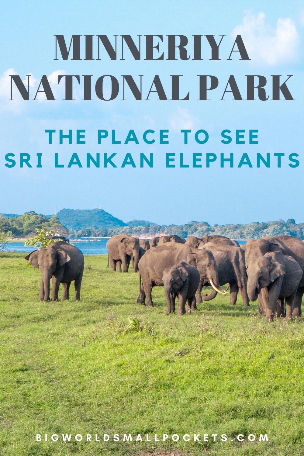 Minneriya National Park The Best Place to See Sri Lankan Elephants