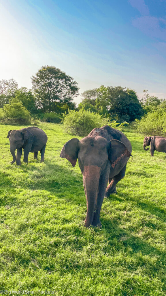Sri Lanka, Minneriya, Elephant