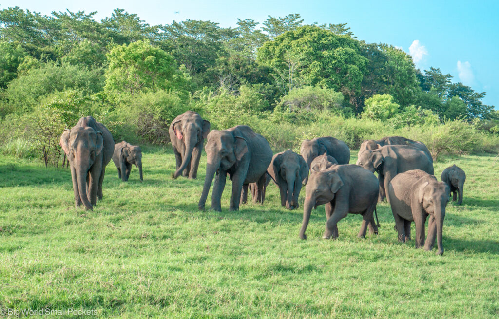 Sri Lanka, Minneriya, Elephant Herd