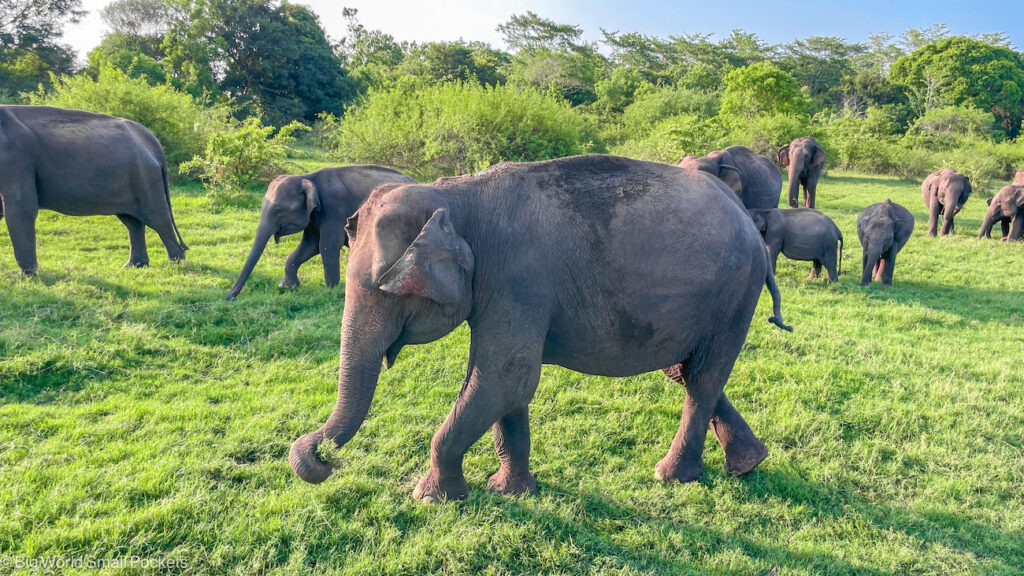 Sri Lanka, Minneriya, National Park, Elephant Herd