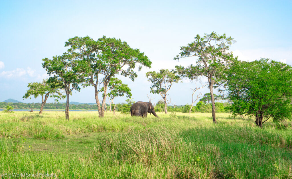 Sri Lanka, Minneriya National Park, Elephant in Trees