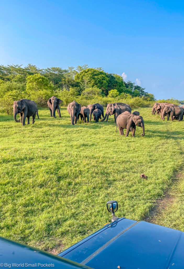 Sri Lanka, Minneriya, National Park, Jeep Safari