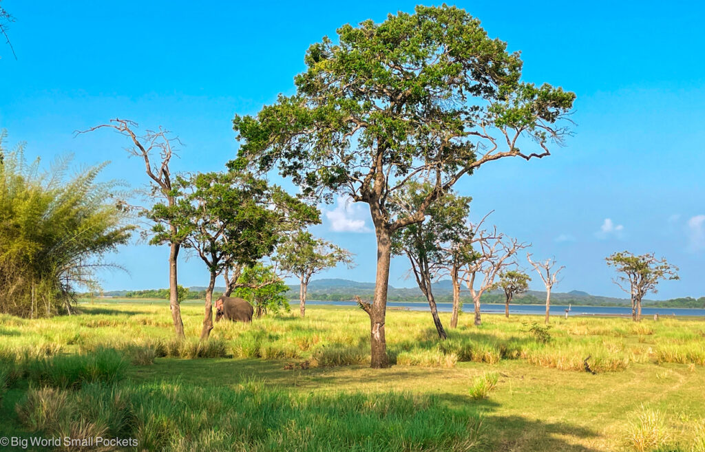 Sri Lanka, Minneriya, National Park, Trees