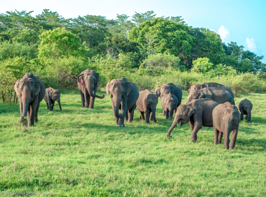Sri Lanka, Minneriya Safari, Elephants