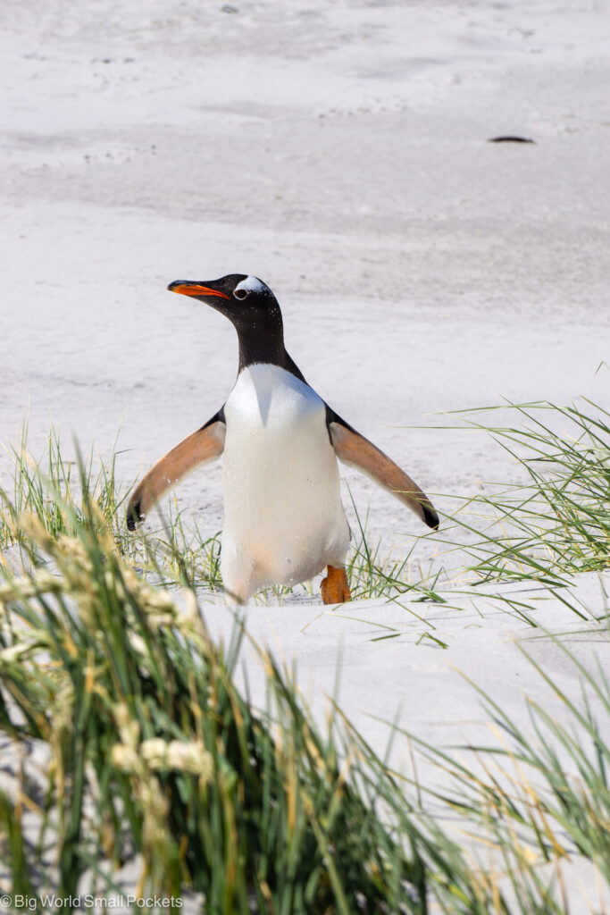 Falklands, Sea Lion Island, Gentoo Penguin in Sand Dunes