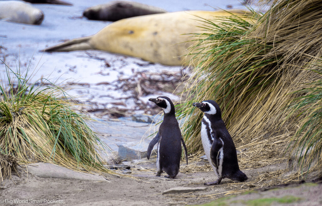 Falklands, Sea Lion Island, Magellinc Penguins with Seals