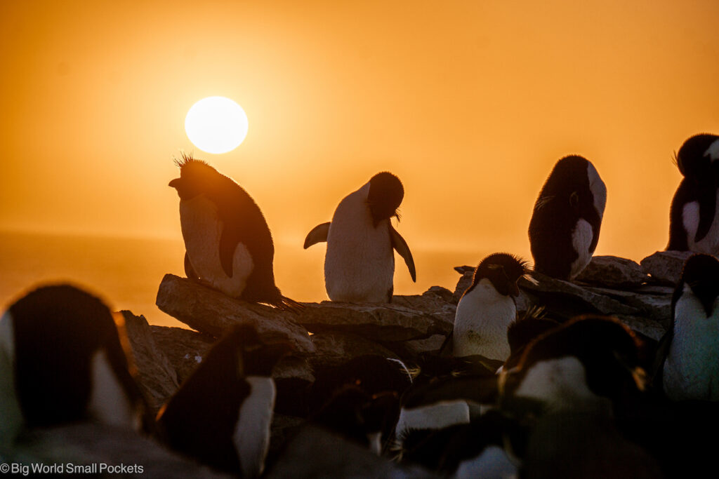 Falklands, Sea Lion Island, Rockhopper Penguins at Sunset