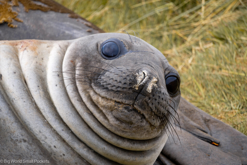 Falklands, Sea Lion Island, Rockhopper Seal Face