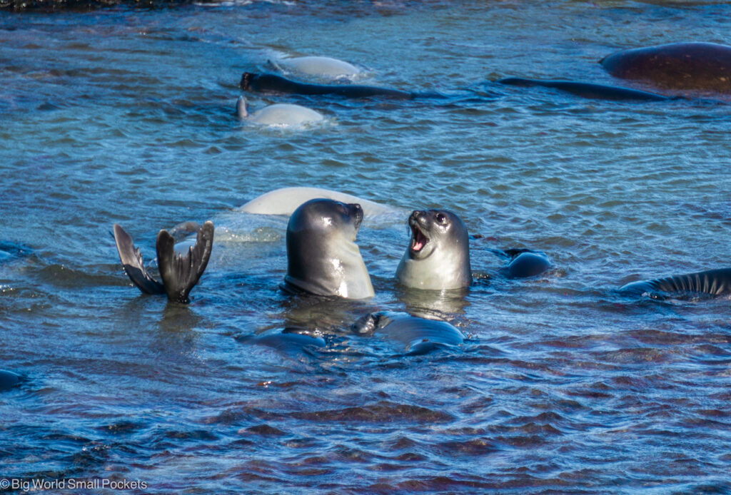 Falklands, Sea Lion Island, Seals Playing