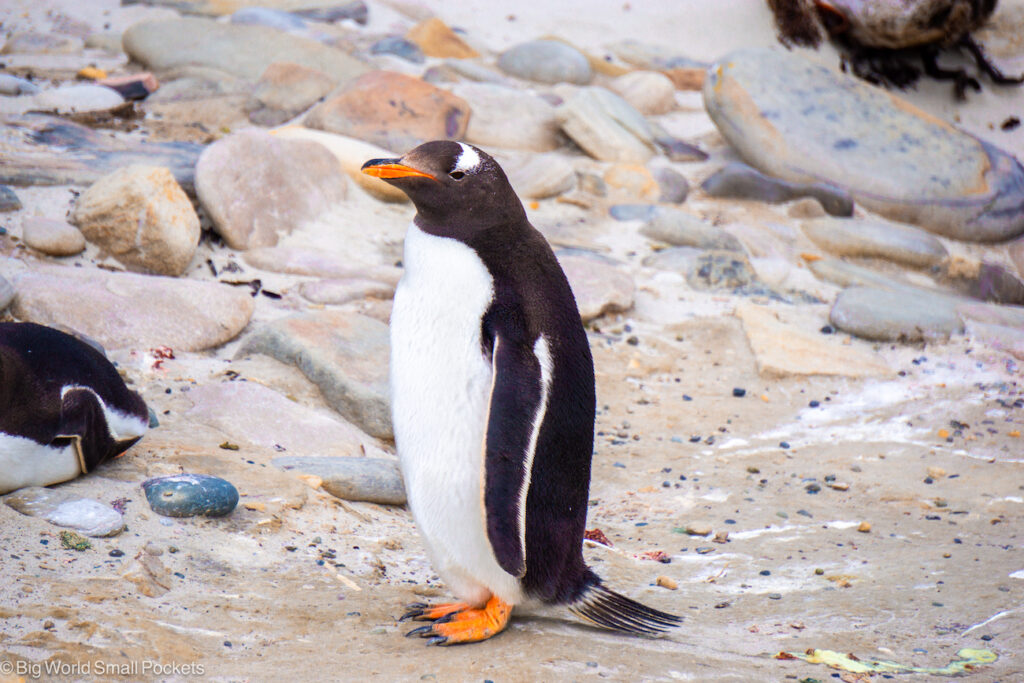 Falkland Islands, Hill Cove, Gentoo Penguin on Beach