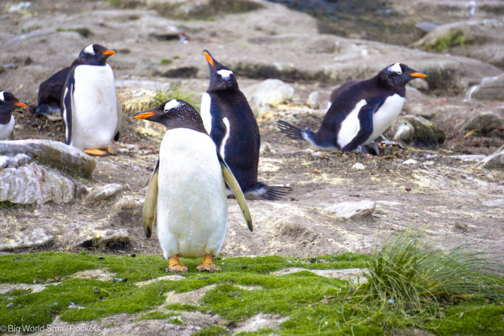 Falkland Islands, Hill Cove, Gentoo Penguins on Nest