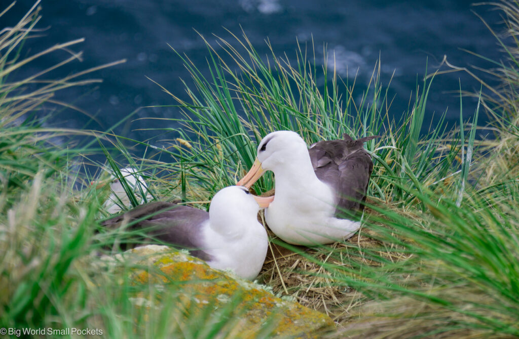 Falkland Islands, Hill Cover, Albatross Couple