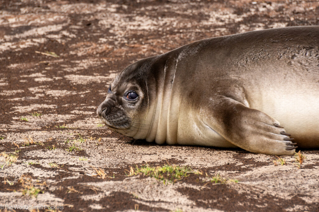 Falkland Islands, Sea Lion Island, Elephant Seal on Ground
