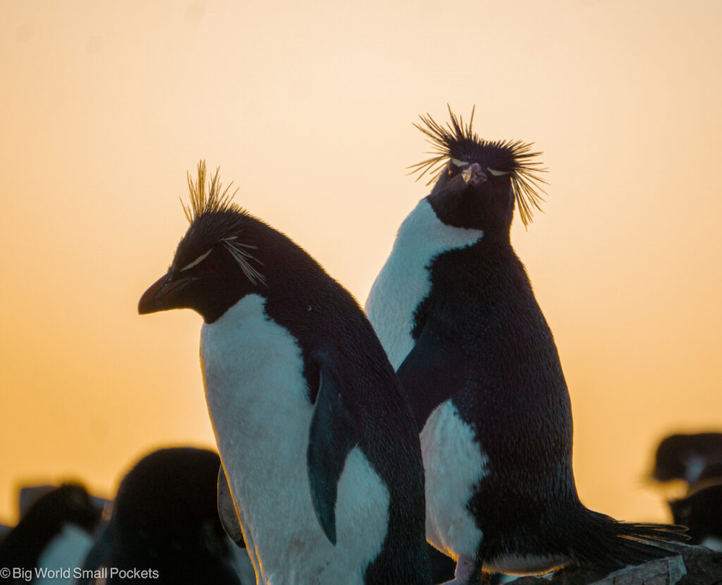 Falkland Islands, Sea Lion Island, Rockhopper Penguins at Sunset